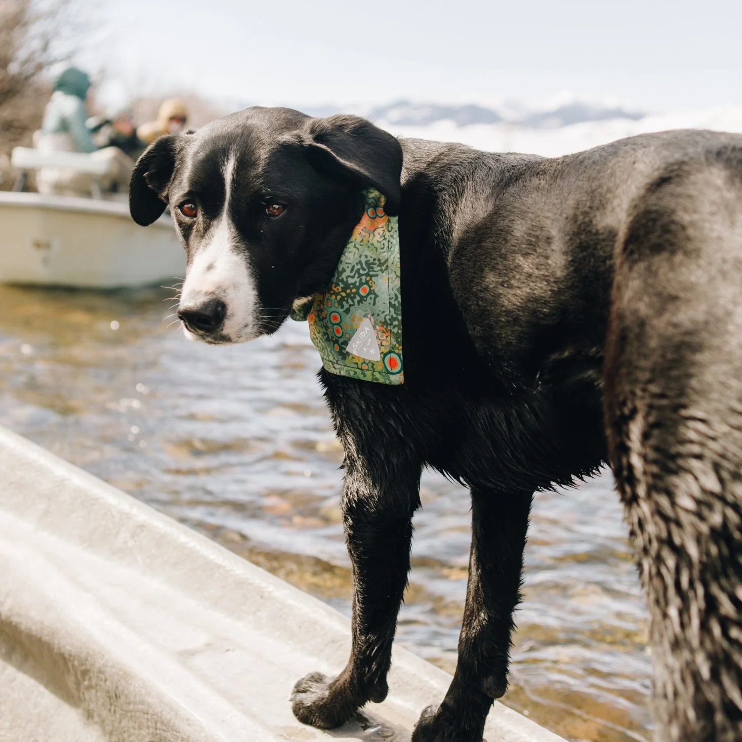Battenkill | Dog Bandana - Image 4